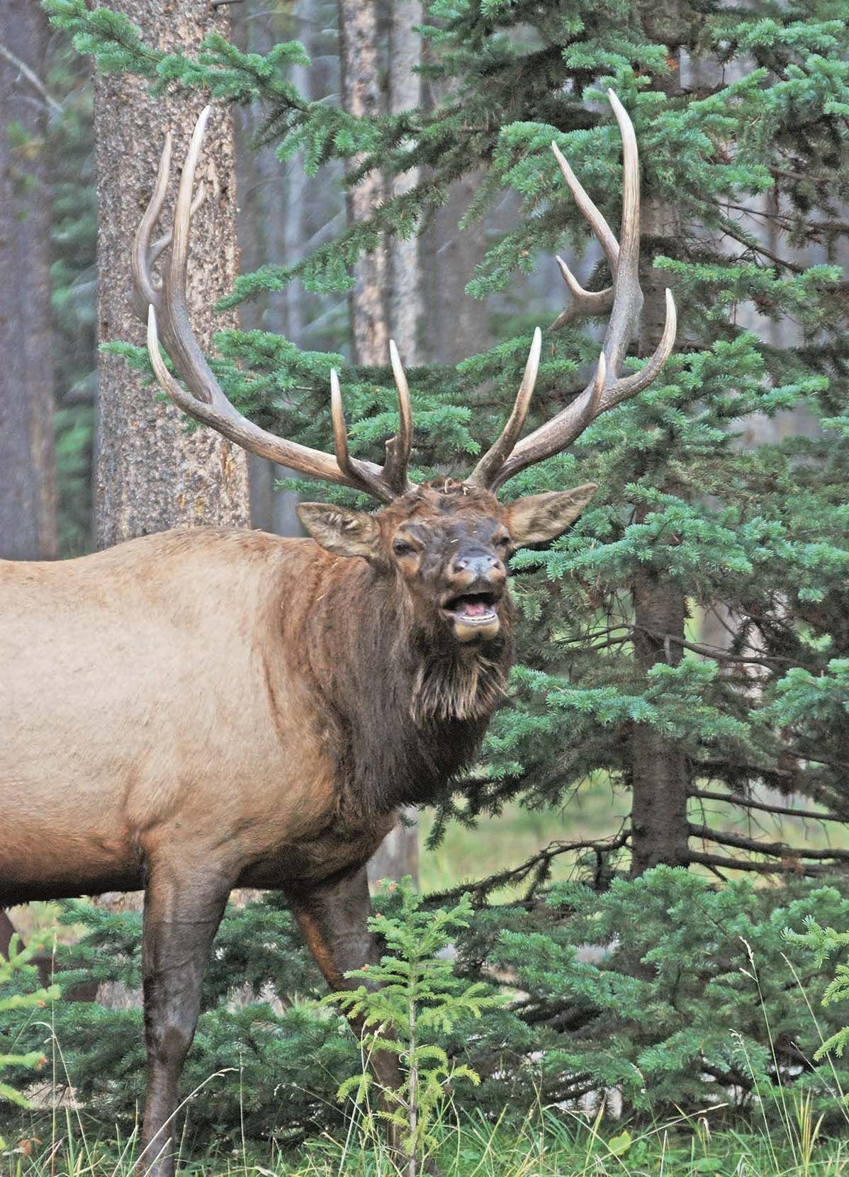 Big change in works for NE Oregon archery elk hunts Outdoors