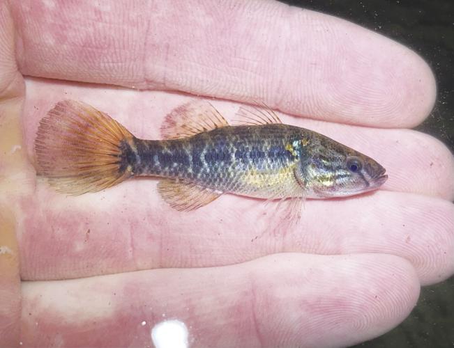 Caught Ovgard: The smallest live bait, Outdoors