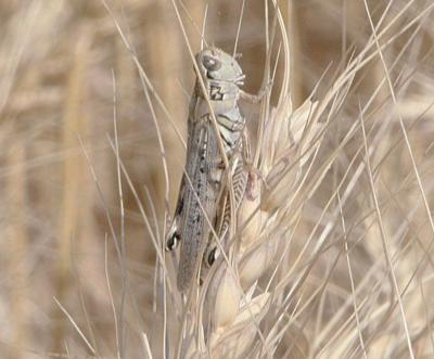 Grasshopper numbers on the rise