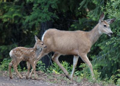 ODFW warns people to leave baby animals alone | Outdoors |  
