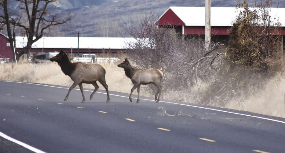 Elk cross road
