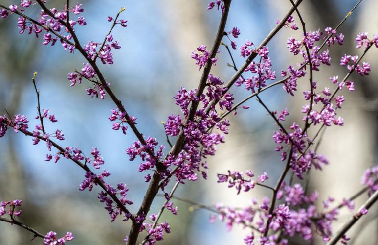 RedBud_7603_20250323.jpg