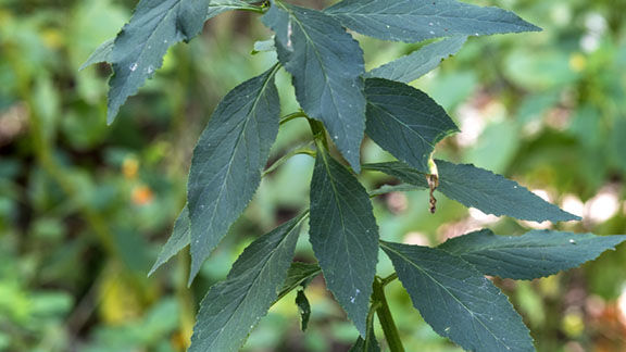 cardinal flower leaves