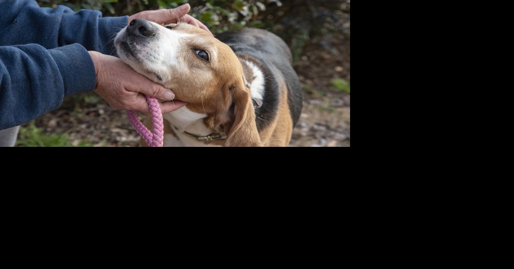 For the LOVE of Dogs | Lake Martin Living