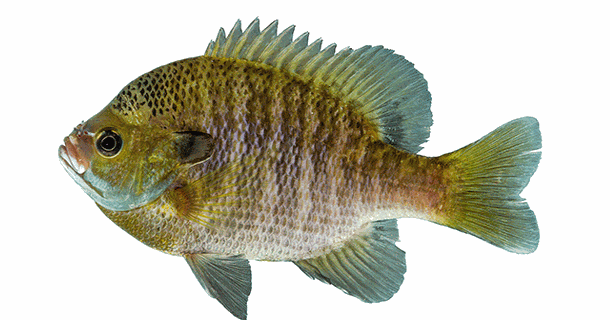 Nature of the Lake: Bluegill, Nature of the Lake