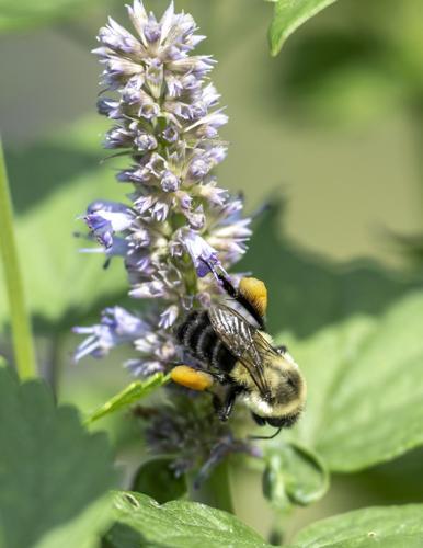 Common Eastern Bumble Bee, Nature of the Lake