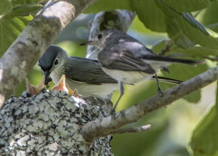 Blue-gray gnatcatcher: Big surprise in tiny package