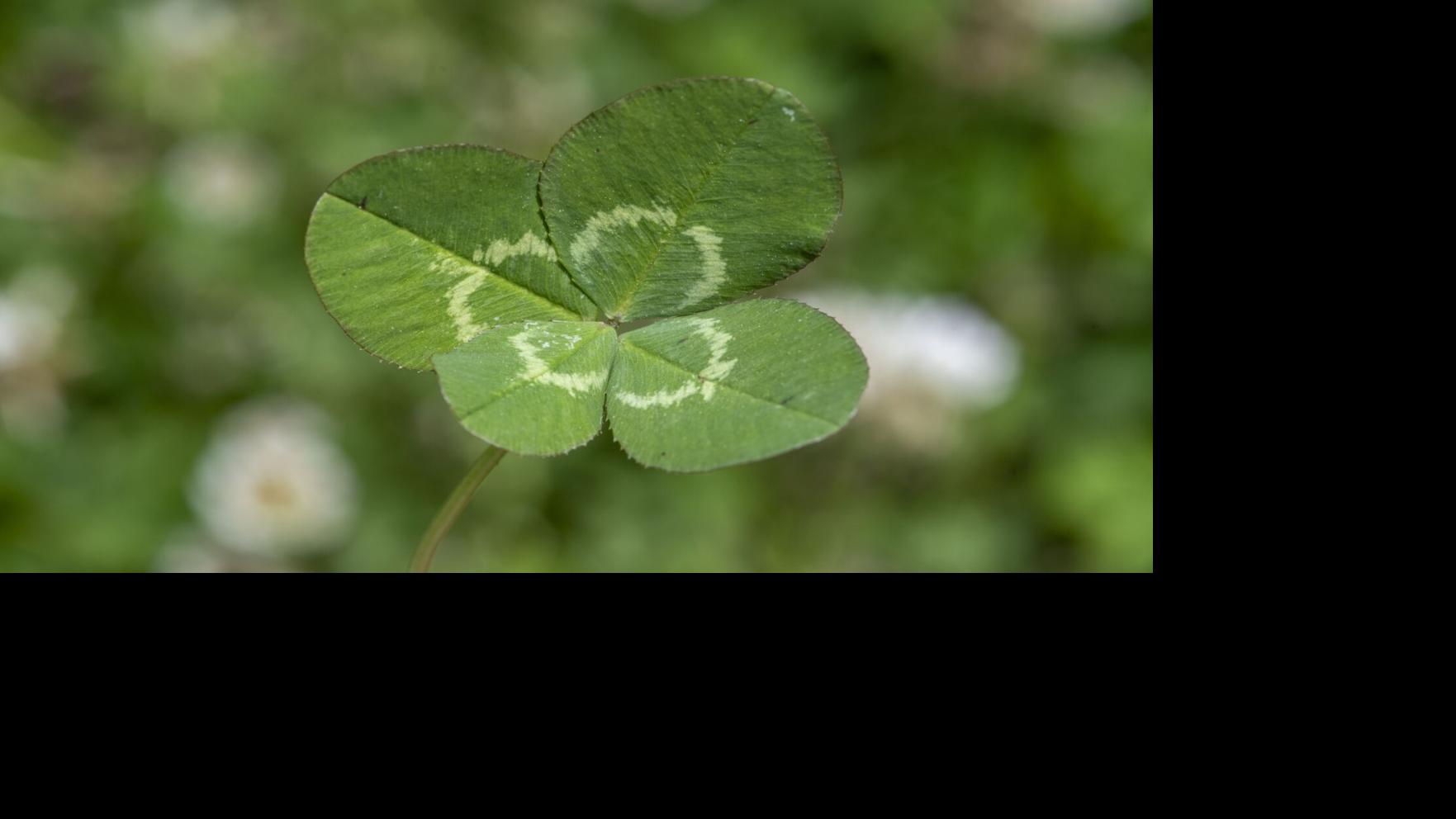 clover