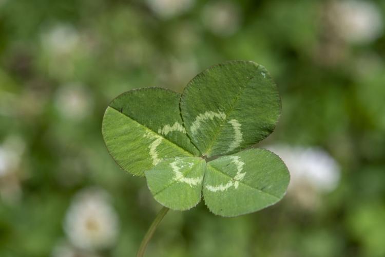 four leaf clover Plant Care: Water, Light, Nutrients