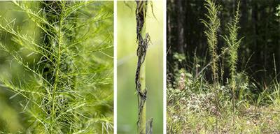 Dog Fennel Collage