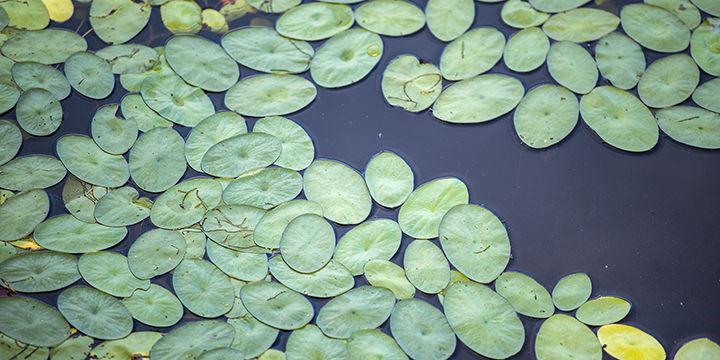 Water Shield Nature Of The Lake Lakemagazine Life
