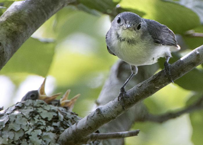 Blue-gray gnatcatcher building nest