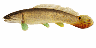 Bowfin Nature of the Lake lakemagazine.life