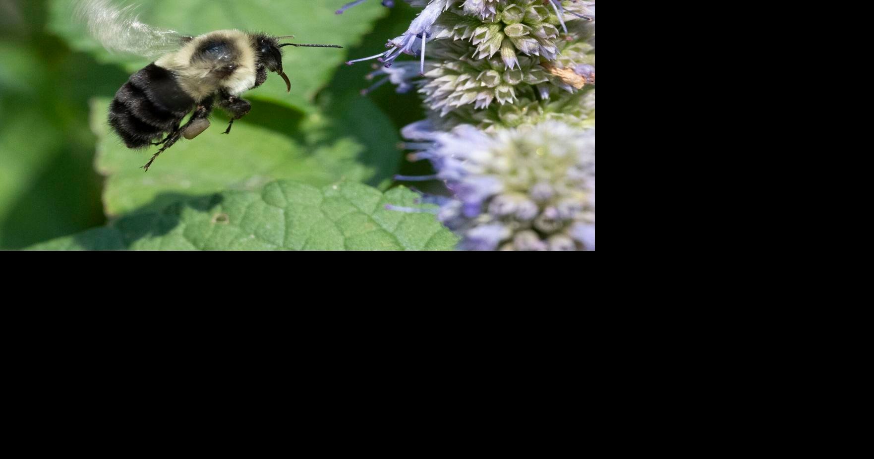 bumblebee vs honey bee