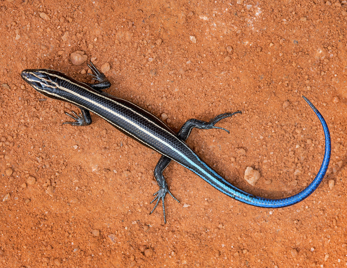 Five-Lined Skink | Nature Of The Lake | Lakemagazine.life