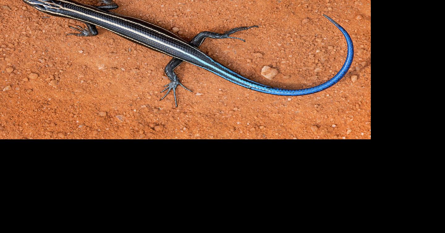 blue tail lizard