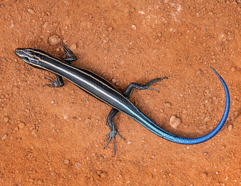 Five Lined Skink Nature Of The Lake Lakemagazine Life