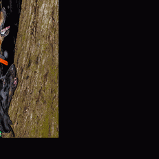 Ukc big online game hounds