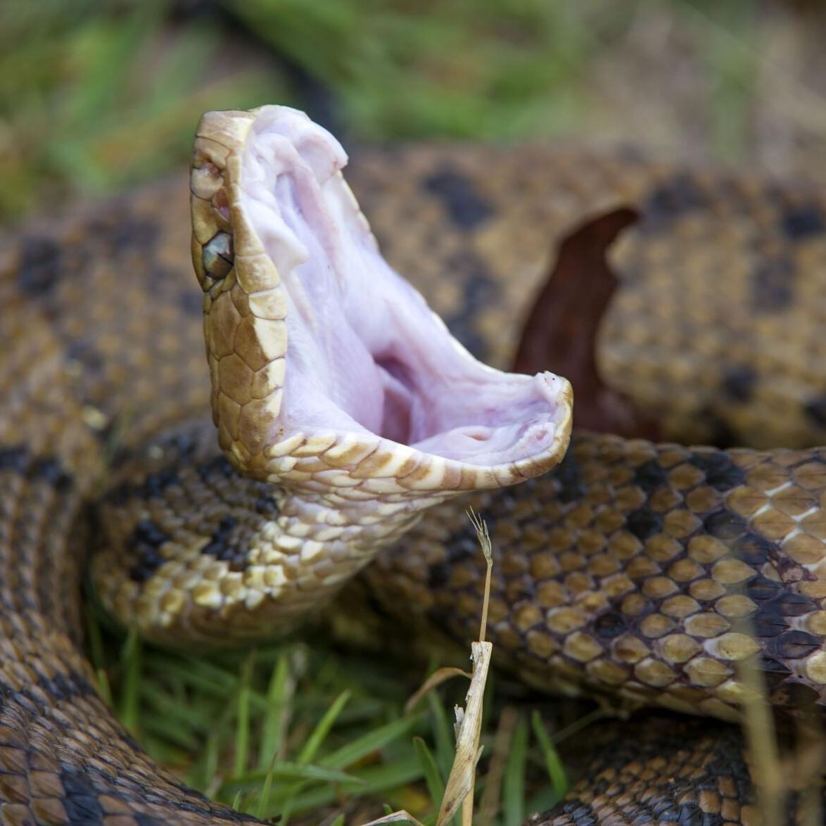 Lighter Poison Viper Snake CHROME
