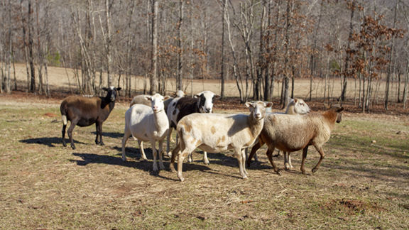 Discover the joy of farming | Lake Martin Living | lakemagazine.life