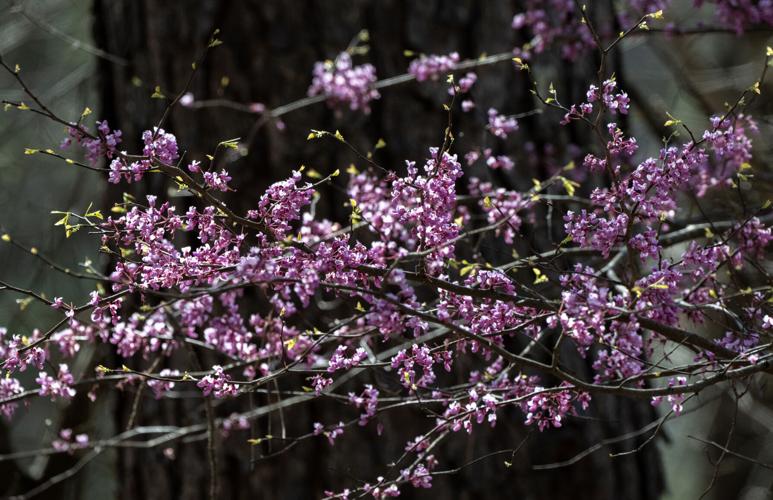 Redbud_7587_20250323.jpg