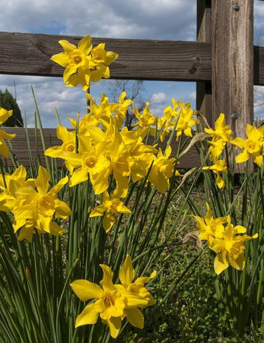 Daffodils - Beautiful but Potentially Toxic