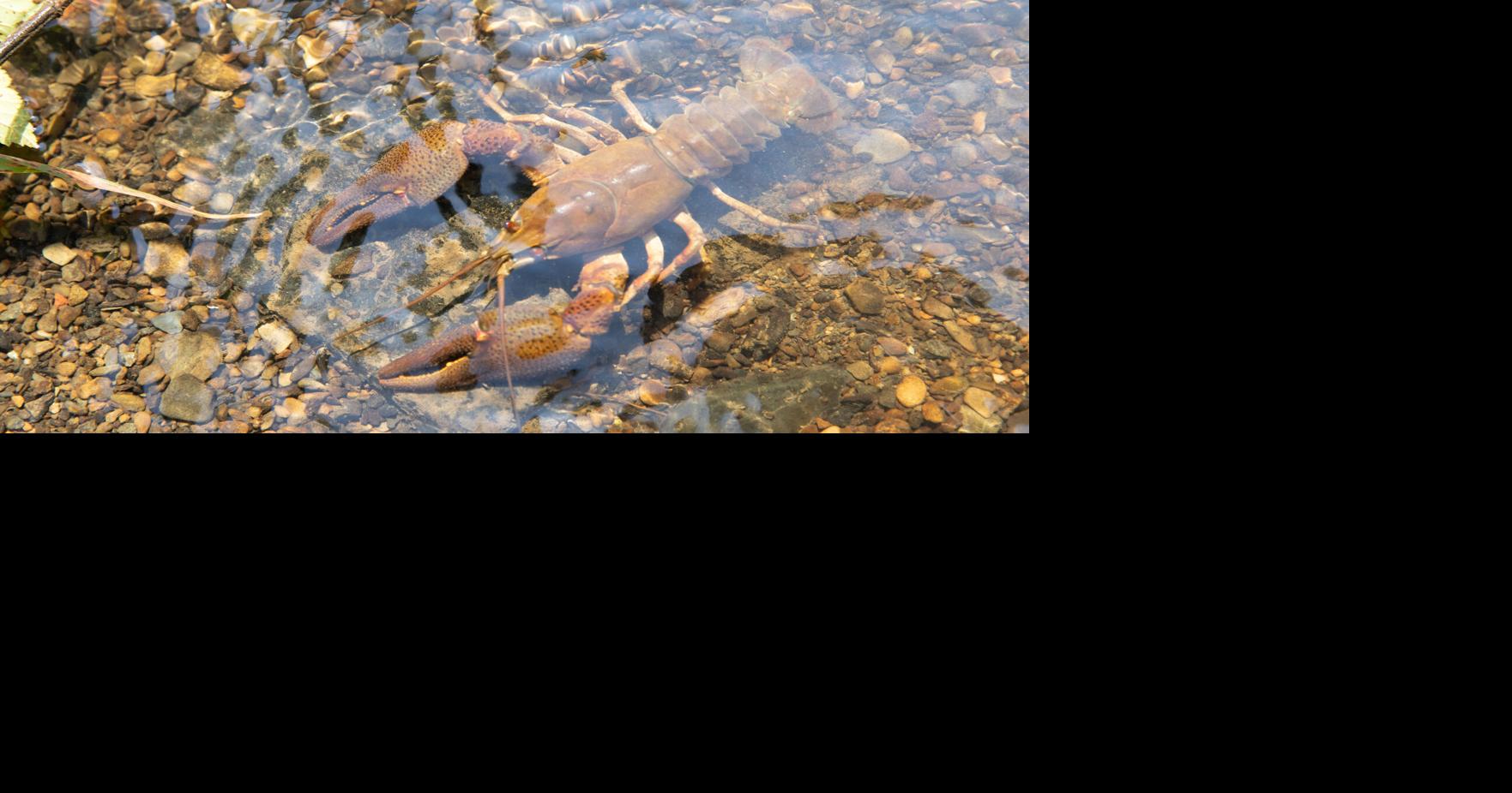 The Crawfish Bite, Fishing