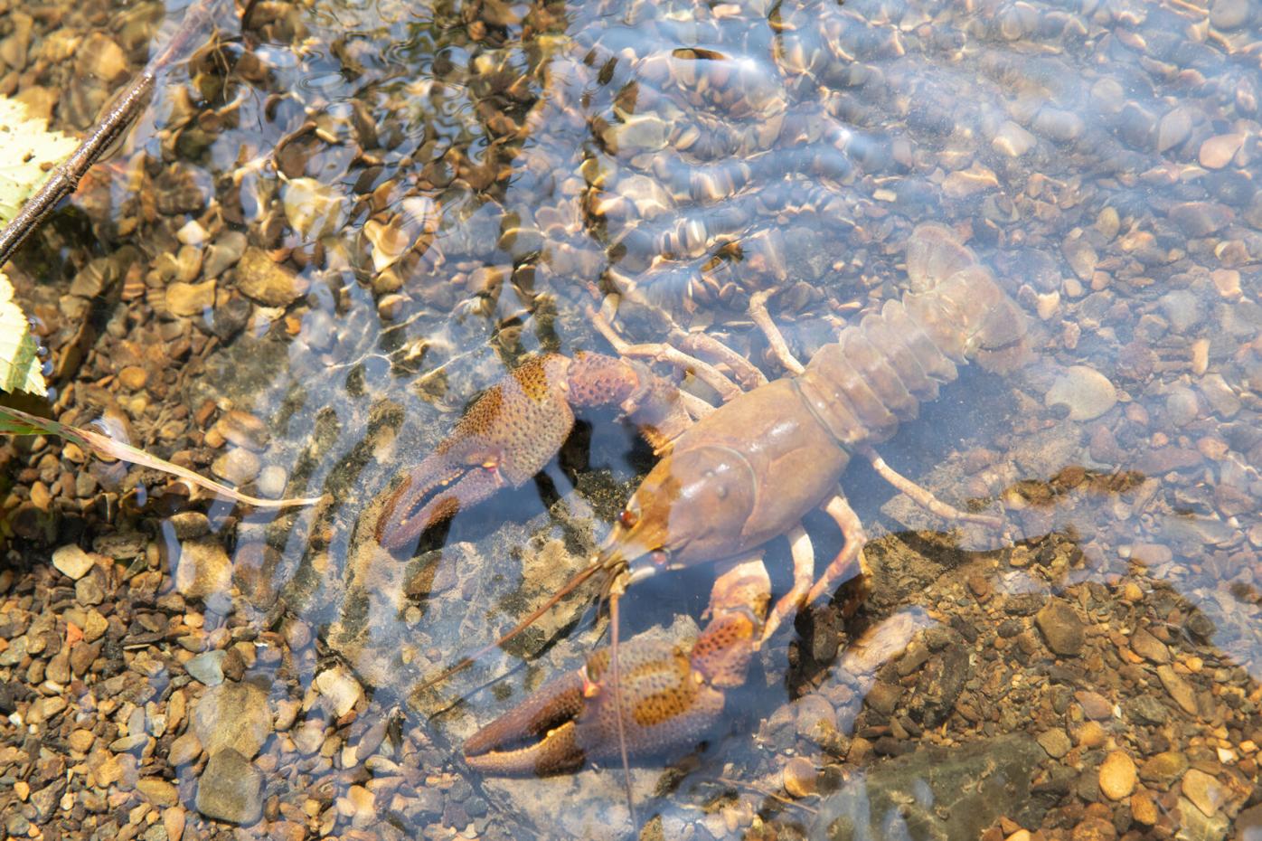 The Crawfish Bite, Fishing