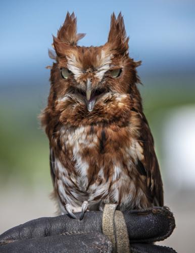 Eastern Screech-Owl | Nature of the Lake 