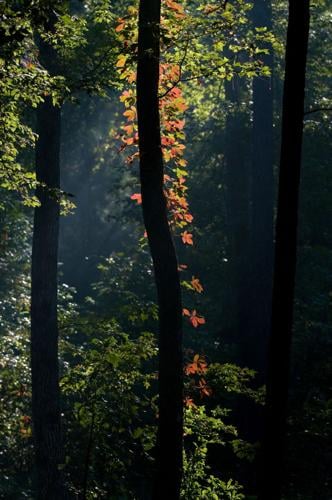 Virginia Creeper (New York City EcoFlora Volunteer Guide) · iNaturalist