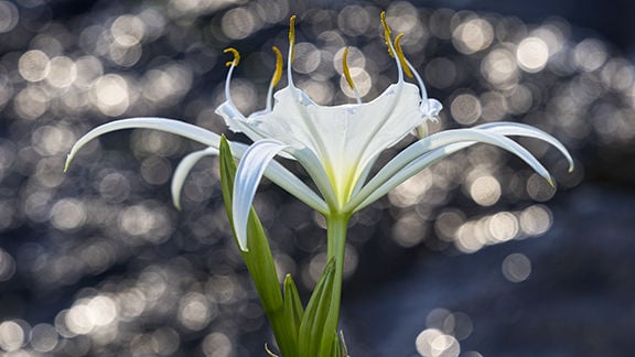 Cahaba lily on sale