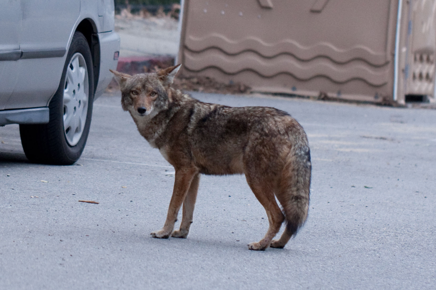 Coyotes Spotted In Westchester | News | Laloyolan.com