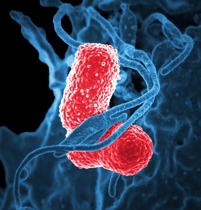 Bacteria Communicate Through Electrical Signals, UCSD Studies Reveal ...