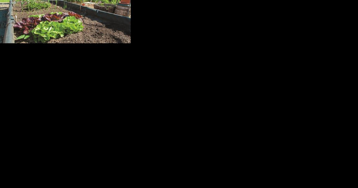 12 Tips For Your Best Vegetable Garden Ever - Vimarsana News