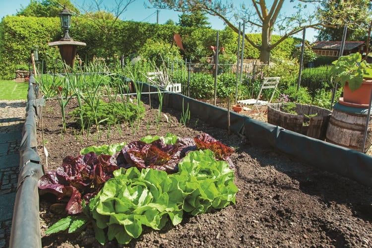 Tips for a Raised Bed Vegetable Garden