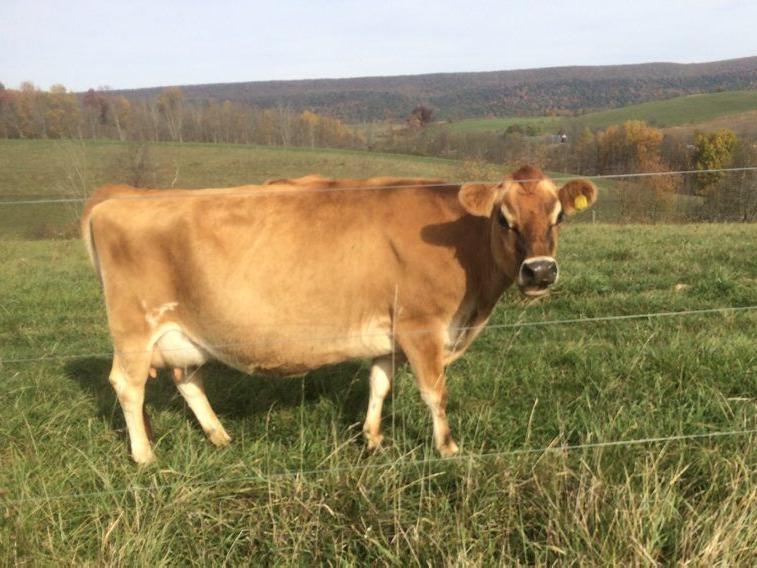 This Small-Scale, Seasonal Farm Produces Grass-Fed Milk Perfect for Raw Milk Cheeses. Here's Why - Vimarsana News
