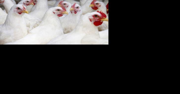 Pennsylvania Poultry Industry Faces Unique Challenges in Combating ILT - Vimarsana News