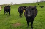 Dairy Farmers Could Increase Revenue by Crossbreeding Dairy with Beef