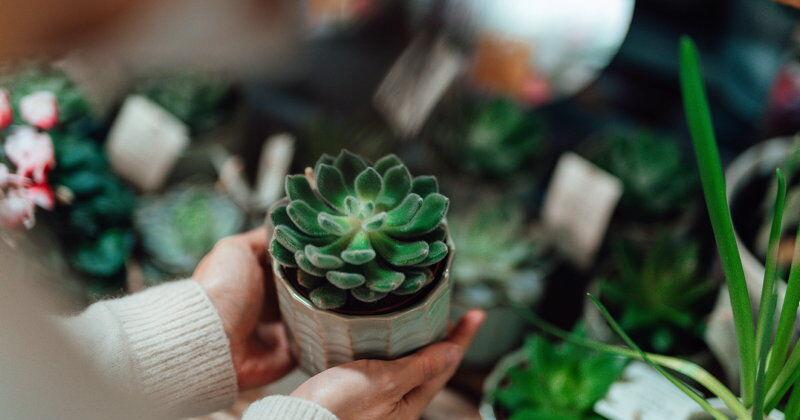 Indoor plants: friends or fakes? [Opinion] |  Gardening