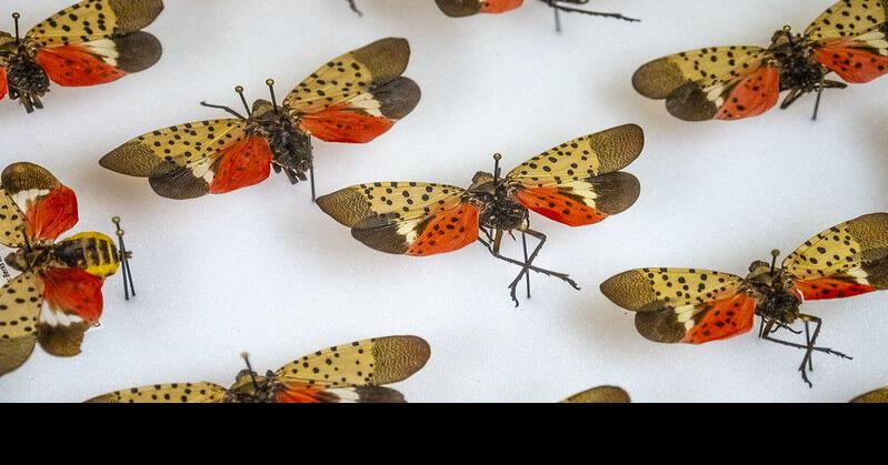 News From the Front: The War Against Spotted Lanternflies Continues [Opinion]