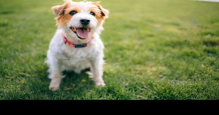 From Fireworks to Allergies: Managing Your Pet’s Mental and Physical Health During the Summer | Farm and Rural Family Life