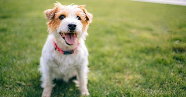 From Fireworks to Allergies: Managing Your Pet’s Mental and Physical Health During the Summer | Farm and Rural Family Life From Fireworks to Allergies: Managing Your Pet’s Mental and Physical Health During the Summer | Farm and Rural Family Life
