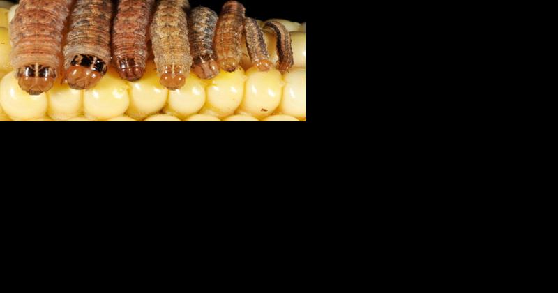 Scouting Corn for Caterpillar Damage in the Fall - Vimarsana News