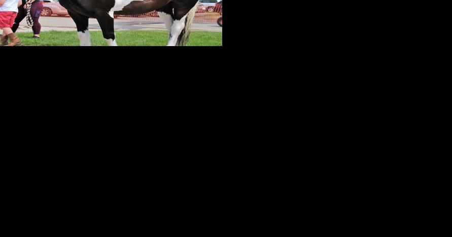 Spotted Draft Horses Set Benchfield Farms Apart | Horse News and Equine Events - Vimarsana News