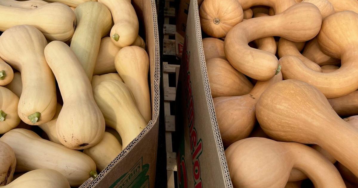Squashed Order How to Harvest Your Squash to Meet Your Customers' Needs | Fruit and ...
