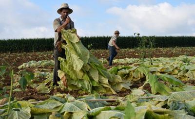 Tobacco Growers Will Meet in Quarryville