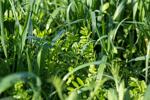 Applying for the Cover Crop Insurance Premium Benefit
