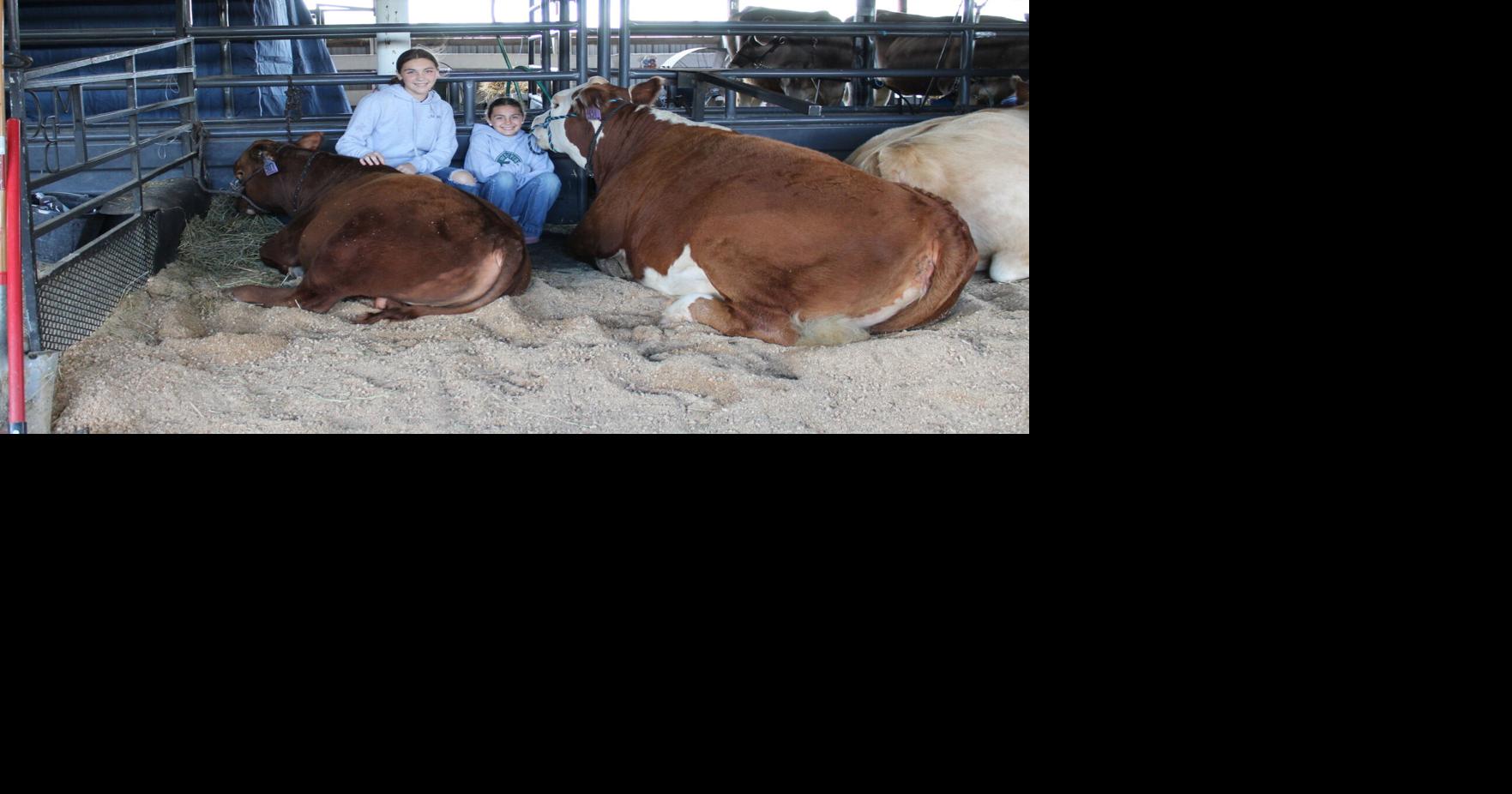 Family Enjoys Fair Life, Shows Red Angus and Hereford Cattle During Summer