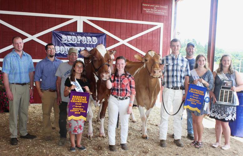 Aged Cow Wins Supreme at Bedford Fair Farm Shows, County Fairs