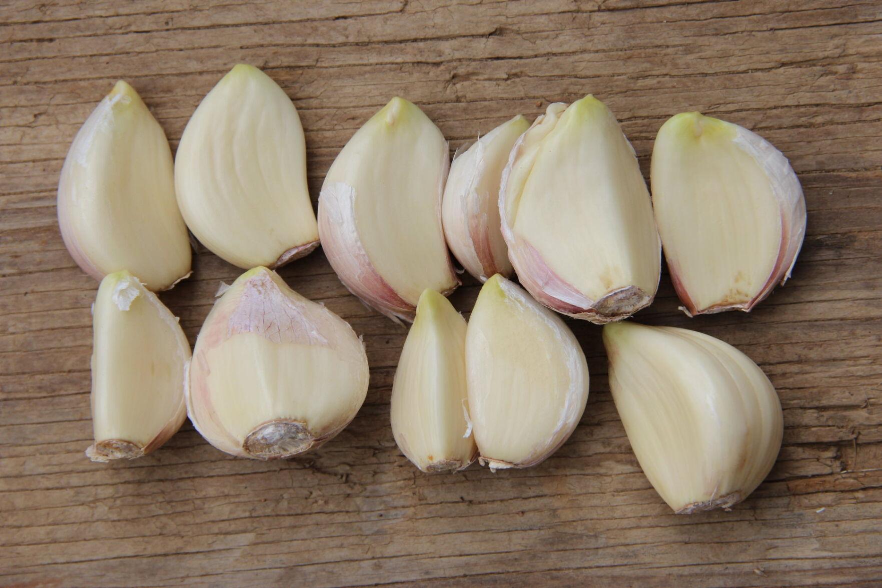 Bulb Mites a Tricky Problem for Garlic Growers Fruit and Vegetable